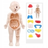 MODEL LUDZKIEGO CIAŁA ANATOMICZNY ORGANY LUDZKIE CZŁOWIEKA DLA DZIECI ZESTAW LEKARZ