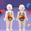 MODEL LUDZKIEGO CIAŁA ANATOMICZNY ORGANY LUDZKIE CZŁOWIEKA DLA DZIECI ZESTAW LEKARZ