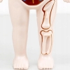 MODEL LUDZKIEGO CIAŁA ANATOMICZNY ORGANY LUDZKIE CZŁOWIEKA DLA DZIECI ZESTAW LEKARZ