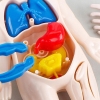 MODEL LUDZKIEGO CIAŁA ANATOMICZNY ORGANY LUDZKIE CZŁOWIEKA DLA DZIECI ZESTAW LEKARZ