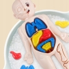 MODEL LUDZKIEGO CIAŁA ANATOMICZNY ORGANY LUDZKIE CZŁOWIEKA DLA DZIECI ZESTAW LEKARZ