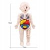 MODEL LUDZKIEGO CIAŁA ANATOMICZNY ORGANY LUDZKIE CZŁOWIEKA DLA DZIECI ZESTAW LEKARZ