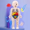 MODEL LUDZKIEGO CIAŁA ANATOMICZNY ORGANY LUDZKIE CZŁOWIEKA DLA DZIECI ZESTAW LEKARZ