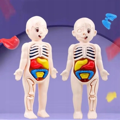 MODEL LUDZKIEGO CIAŁA ANATOMICZNY ORGANY LUDZKIE CZŁOWIEKA DLA DZIECI ZESTAW LEKARZ