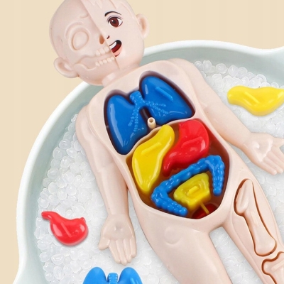 MODEL LUDZKIEGO CIAŁA ANATOMICZNY ORGANY LUDZKIE CZŁOWIEKA DLA DZIECI ZESTAW LEKARZ