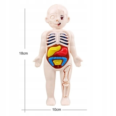MODEL LUDZKIEGO CIAŁA ANATOMICZNY ORGANY LUDZKIE CZŁOWIEKA DLA DZIECI ZESTAW LEKARZ