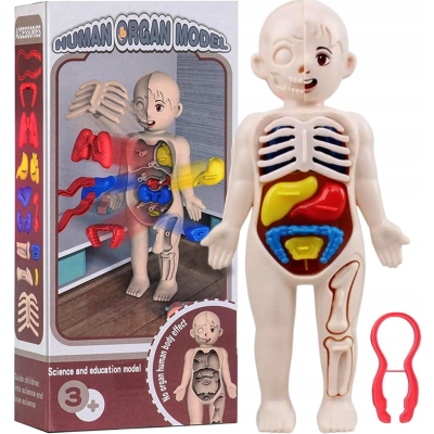 MODEL LUDZKIEGO CIAŁA ANATOMICZNY ORGANY LUDZKIE CZŁOWIEKA DLA DZIECI ZESTAW LEKARZ